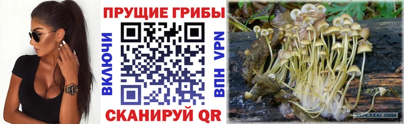 Псилоцибиновые грибы мицелий Фокино